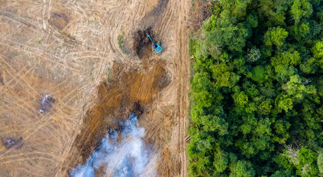 COLOUR-IMAGE_deforestation_june26