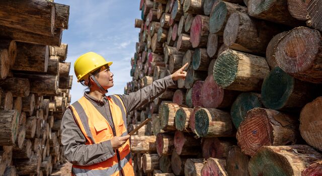 COLOUR-IMAGE_timber-audit_feb26