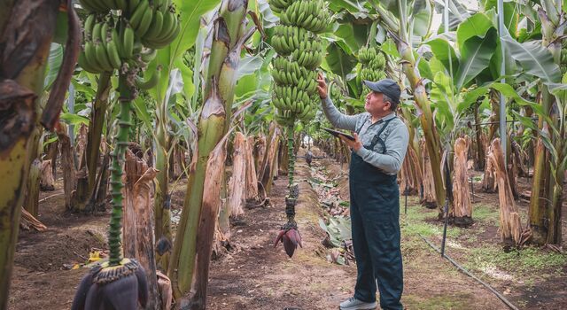 COLOUR-IMAGE_Farming_banana_trees_June26