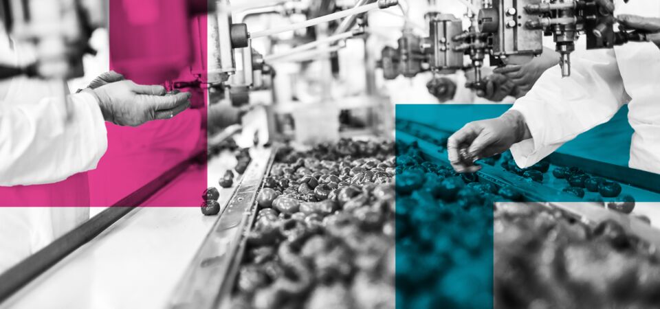 SINGLE-IMAGE_squares-fruit-on-production-line_nov23