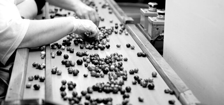 SINGLE-IMAGE_fruit-being-sorted-on-conveyor_nov23